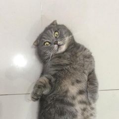 Подробнее об объявлении «Пропал кот. вознаграждение 10000 руб. Майкоп (Адыгея)» Фото: пропала кошка  «Пропал кот. вознаграждение 10000 руб. Майкоп...» в г. Майкоп (Адыгея)