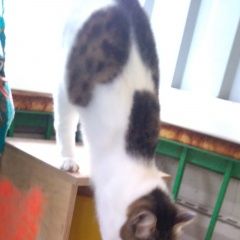 Подробнее об объявлении «Пропал кот Сходня» Фото: пропала кошка  «Пропал кот Сходня» в г. Сходня