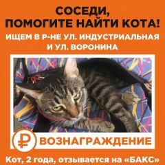 Подробнее об объявлении «Мытищи Пропала кошка поропал полосатый кот. вознаграждение» Фото: пропала кошка  «Мытищи Пропала кошка поропал полосатый кот....» в г. Мытищи