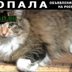 Подробнее об объявлении «Красногорск Пропала кошка в частном секторе павшино.» Фото: пропала кошка  «Красногорск Пропала кошка в частном секторе...» в г. Красногорск