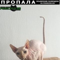 Подробнее об объявлении «Пропал кот (сфинкс) Санкт-Петербург» Фото: пропала кошка Канадский сфинкс «Пропал кот (сфинкс) Санкт-Петербург» в г. Санкт-Петербург