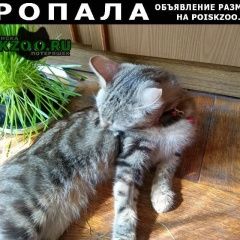Подробнее об объявлении «Пропала кошка Санкт-Петербург» Фото: пропала кошка  «Пропала кошка Санкт-Петербург» в г. Санкт-Петербург