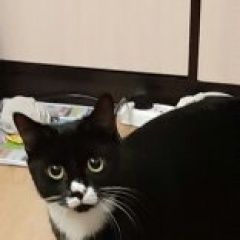 Подробнее об объявлении «Пропала кошка Пермь» Фото: пропала кошка  «Пропала кошка Пермь» в г. Пермь