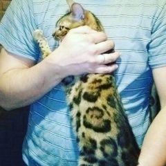 Подробнее об объявлении «Пропала кошка бенгалочка Пятигорск» Фото: пропала кошка Бенгальская кошка «Пропала кошка бенгалочка Пятигорск» в г. Пятигорск