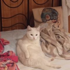 Подробнее об объявлении «Пропал кот белый, имя веня Павловский Посад» Фото: пропала кошка  «Пропал кот белый, имя веня Павловский Посад» в г. Павловский Посад