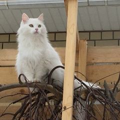 Подробнее об объявлении «Саратов Пропала кошка» Фото: пропала кошка  «Саратов Пропала кошка» в г. Саратов