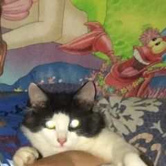 Подробнее об объявлении «Нижний Новгород Пропал кот ик» Фото: пропала кошка  «Нижний Новгород Пропал кот ик» в г. Нижний Новгород