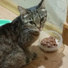 Подробнее об объявлении «Пропала кошка по кличке ася Тюмень» Фото: пропала кошка  «Пропала кошка по кличке ася Тюмень» в г. Тюмень