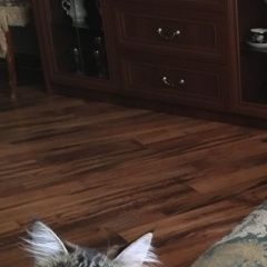 Подробнее об объявлении «Пропала кошка в унже в районе ул. лесная Макарьев» Фото: пропала кошка  «Пропала кошка в унже в районе ул. лесная Макарьев» в г. Макарьев