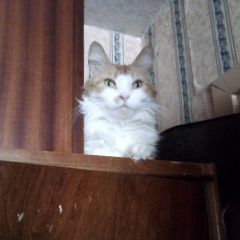 Подробнее об объявлении «Калининград (Кенигсберг) Пропала кошка» Фото: пропала кошка Сибирская кошка «Калининград (Кенигсберг) Пропала кошка» в г. Калининград (Кенигсберг)