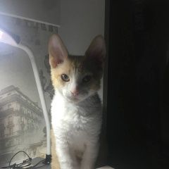 Подробнее об объявлении «Пропал кот помогите найти кота Анапа» Фото: пропала кошка  «Пропал кот помогите найти кота Анапа» в г. Анапа