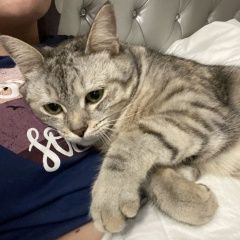 Подробнее об объявлении «Пропала кошка город волжский Волжский (Волгоградская обл.)» Фото: пропала кошка  «Пропала кошка город волжский Волжский...» в г. Волжский (Волгоградская обл.)