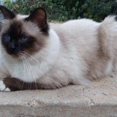 Подробнее об объявлении «Пропал кот бирманский кот Клин» Фото: пропала кошка Бирманская кошка «Пропал кот бирманский кот Клин» в г. Клин