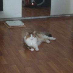 Подробнее об объявлении «Пропала кошка дуся Ульяновск» Фото: пропала кошка  «Пропала кошка дуся Ульяновск» в г. Ульяновск