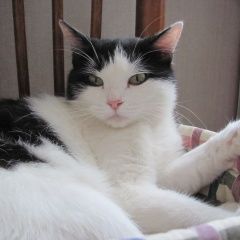 Подробнее об объявлении «Пропала кошка ушла рожать.может быть с котятами Самара» Фото: пропала кошка  «Пропала кошка ушла рожать.может быть с котятами...» в г. Самара