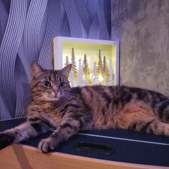 Подробнее об объявлении «Пропала кошка Подольск» Фото: пропала кошка  «Пропала кошка Подольск» в г. Подольск