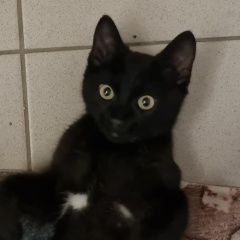 Подробнее об объявлении «Новосибирск Пропал кот молодой котик, 6-7 месяцев» Фото: пропала кошка  «Новосибирск Пропал кот молодой котик, 6-7 месяцев» в г. Новосибирск