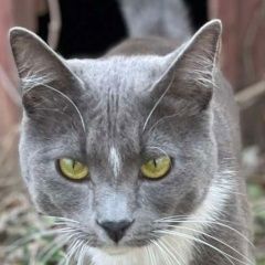 Подробнее об объявлении «Нижний Новгород Пропал кот» Фото: пропала кошка  «Нижний Новгород Пропал кот» в г. Нижний Новгород