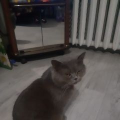 Подробнее об объявлении «Пропал кот британец. Новороссийск» Фото: пропала кошка Британская короткошерстная кошка «Пропал кот британец. Новороссийск» в г. Новороссийск