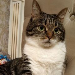 Подробнее об объявлении «Пропала кошка Подольск» Фото: пропала кошка  «Пропала кошка Подольск» в г. Подольск