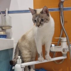 Подробнее об объявлении «Пропала кошка Чехов» Фото: пропала кошка Сиамская кошка «Пропала кошка Чехов» в г. Чехов