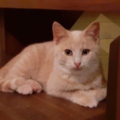 Подробнее об объявлении «Пропала кошка палевая деревня никоново Чехов» Фото: пропала кошка  «Пропала кошка палевая деревня никоново Чехов» в г. Чехов