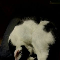 Подробнее об объявлении «Пропала кошка черно белого окраса Тула» Фото: пропала кошка  «Пропала кошка черно белого окраса Тула» в г. Тула