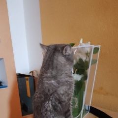 Подробнее об объявлении «Пропал кот Курган» Фото: пропала кошка  «Пропал кот Курган» в г. Курган