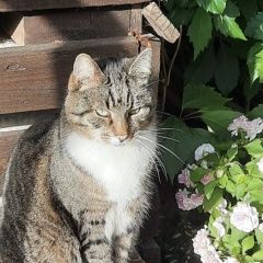 Подробнее об объявлении «Пропал кот Солнечногорск» Фото: пропала кошка  «Пропал кот Солнечногорск» в г. Солнечногорск