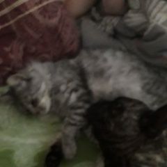 Подробнее об объявлении «Пропал котик Брест Брестская обл.» Фото: пропала кошка  «Пропал котик Брест Брестская обл.» в г. Брест Брестская обл.