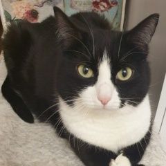 Подробнее об объявлении «Пропал кот Тюмень» Фото: пропала кошка  «Пропал кот Тюмень» в г. Тюмень