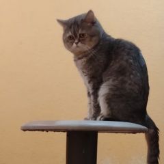 Подробнее об объявлении «Пропал кот.г.пос.керамзитный Курган» Фото: пропала кошка  «Пропал кот.г.пос.керамзитный Курган» в г. Курган