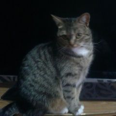 Подробнее об объявлении «Пропала кошка Витебск» Фото: пропала кошка  «Пропала кошка Витебск» в г. Витебск