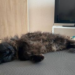 Подробнее об объявлении «Пропал кот Остров» Фото: пропала кошка  «Пропал кот Остров» в г. Остров