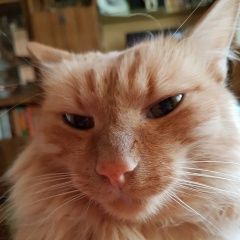 Подробнее об объявлении «Пропал кот рыжий кот Альметьевск» Фото: пропала кошка  «Пропал кот рыжий кот Альметьевск» в г. Альметьевск