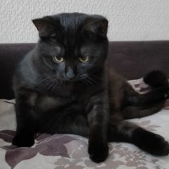 Подробнее об объявлении «Пропал кот Орехово-Зуево» Фото: пропала кошка  «Пропал кот Орехово-Зуево» в г. Орехово-Зуево