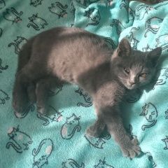 Подробнее об объявлении «Пропала кошка Полоцк» Фото: пропала кошка  «Пропала кошка Полоцк» в г. Полоцк