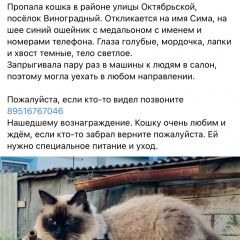Подробнее об объявлении «Пропала кошка вознаграждение гарантируем Анапа» Фото: пропала кошка  «Пропала кошка вознаграждение гарантируем Анапа» в г. Анапа