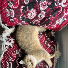 Подробнее об объявлении «Пропала кошка Заокский» Фото: пропала кошка  «Пропала кошка Заокский» в г. Заокский