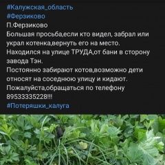 Подробнее об объявлении «Пропал кот срочно Ферзиково» Фото: пропала кошка  «Пропал кот срочно Ферзиково» в г. Ферзиково