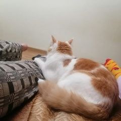 Подробнее об объявлении «Владивосток Пропал кот» Фото: пропала кошка  «Владивосток Пропал кот» в г. Владивосток