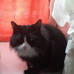 Подробнее об объявлении «Пропал кот Кемерово» Фото: пропала кошка Сибирская кошка «Пропал кот Кемерово» в г. Кемерово