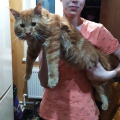Подробнее об объявлении «Пенза Пропал кот» Фото: пропала кошка Мейн-кун «Пенза Пропал кот» в г. Пенза