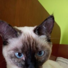 Подробнее об объявлении «Пропала кошка 10 сентября 2022 Бийск» Фото: пропала кошка  «Пропала кошка 10 сентября 2022 Бийск» в г. Бийск