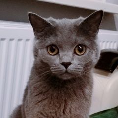 Подробнее об объявлении «Пропала кошка британская кошечка Джанкой» Фото: пропала кошка Британская короткошерстная кошка «Пропала кошка британская кошечка Джанкой» в г. Джанкой
