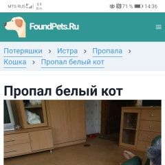 Подробнее об объявлении «Пропал кот д. алексино истринский район Истра» Фото: пропала кошка  «Пропал кот д. алексино истринский район Истра» в г. Истра