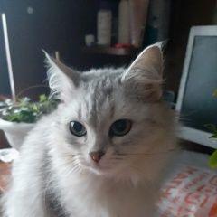 Подробнее об объявлении «Пропала кошка помогите найти Тамбов» Фото: пропала кошка  «Пропала кошка помогите найти Тамбов» в г. Тамбов