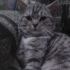 Подробнее об объявлении «Пропал кот п. русь хохряки серо-пепельного цвета Ижевск» Фото: пропала кошка Британская короткошерстная кошка «Пропал кот п. русь хохряки серо-пепельного...» в г. Ижевск