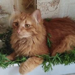 Подробнее об объявлении «Пропала кошка рыжая, пушистая, похожа на мейнкуна Гурьевск (Калининградская обл.)» Фото: пропала кошка  «Пропала кошка рыжая, пушистая, похожа на...» в г. Гурьевск (Калининградская обл.)