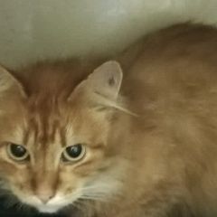Подробнее об объявлении «Пропала кошка район ул. костюшко Санкт-Петербург» Фото: пропала кошка  «Пропала кошка район ул. костюшко Санкт-Петербург» в г. Санкт-Петербург